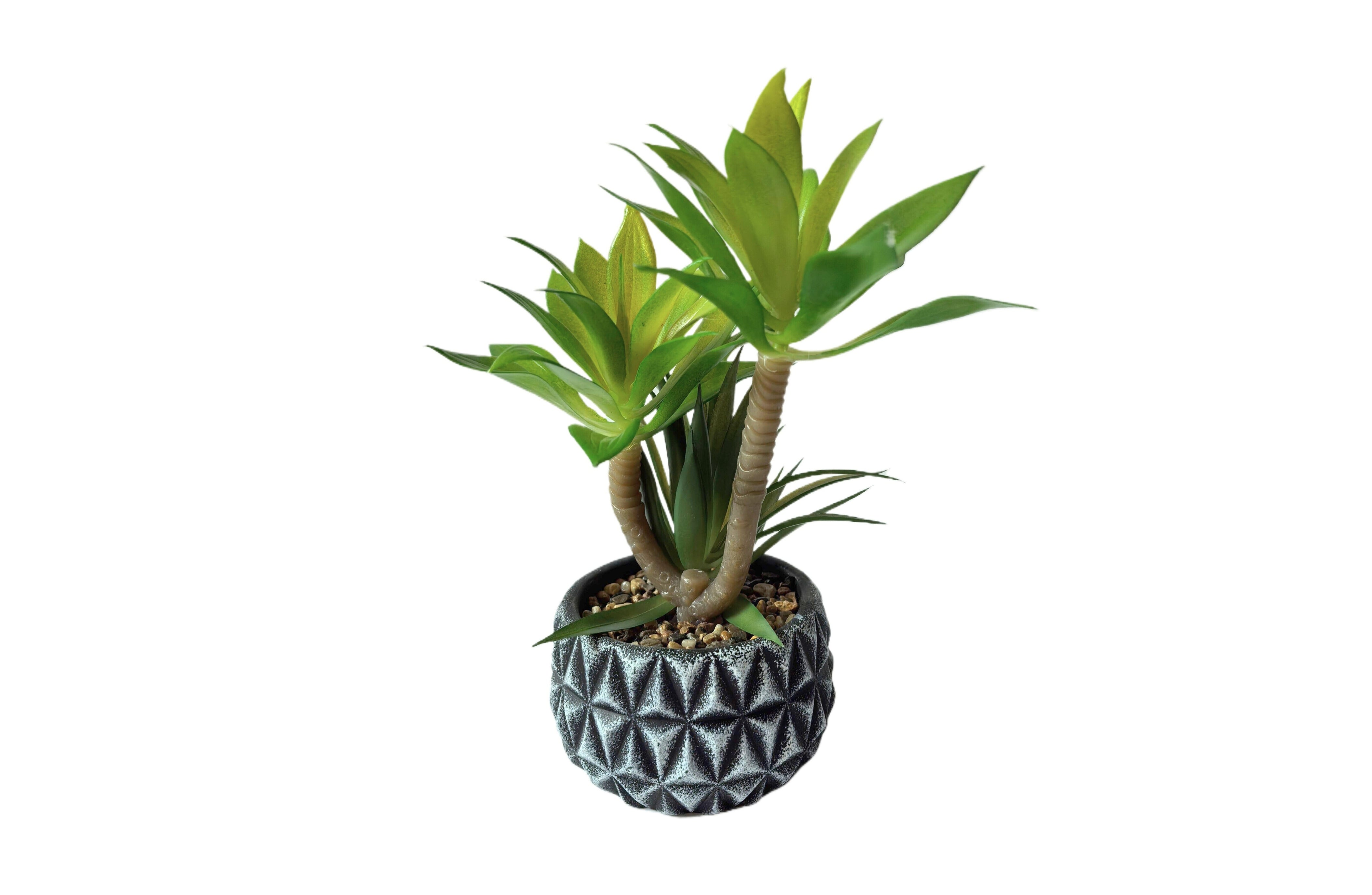 V292-HD-PLANT-DIAMOND-POT-202509031543-00 Diamond Pattern Pot Succulent Plant - Image 1