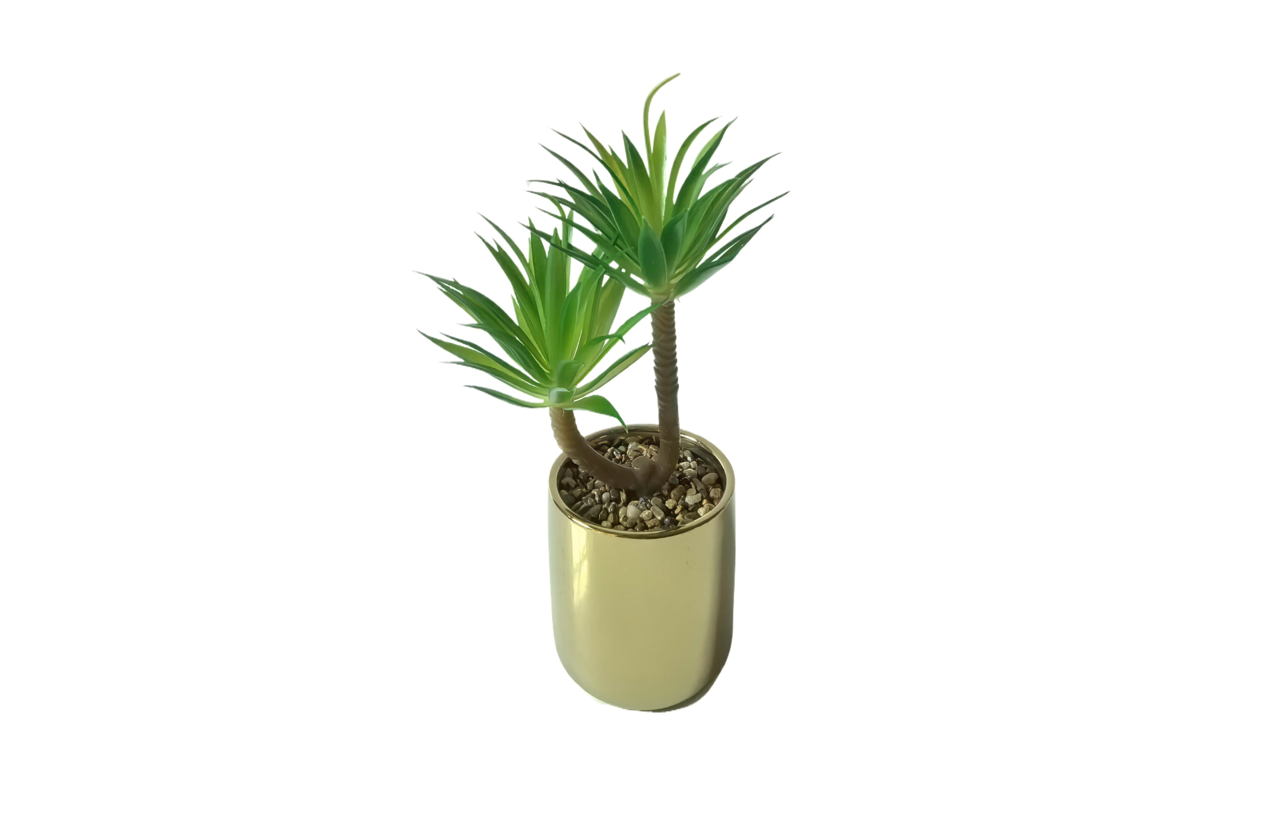 V292-HD-PLANT-TIFF-POT-202509031545-00 Tiff Pot Succulent Plant - Image 1
