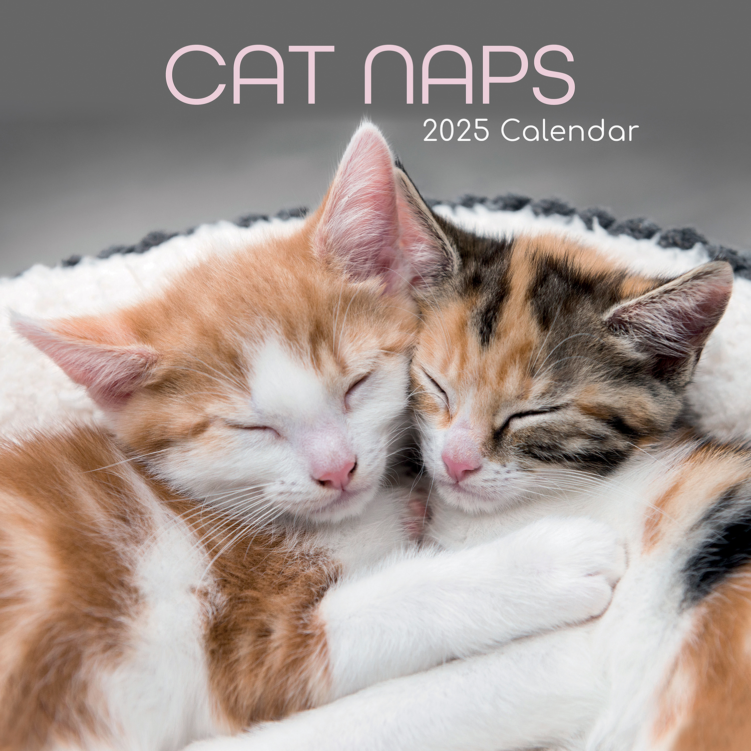 V474-689603-218750-00 Cat Naps - 2025 Square Wall Calendar Pets Animals 16 Months Premium Planner Gift - Image 1
