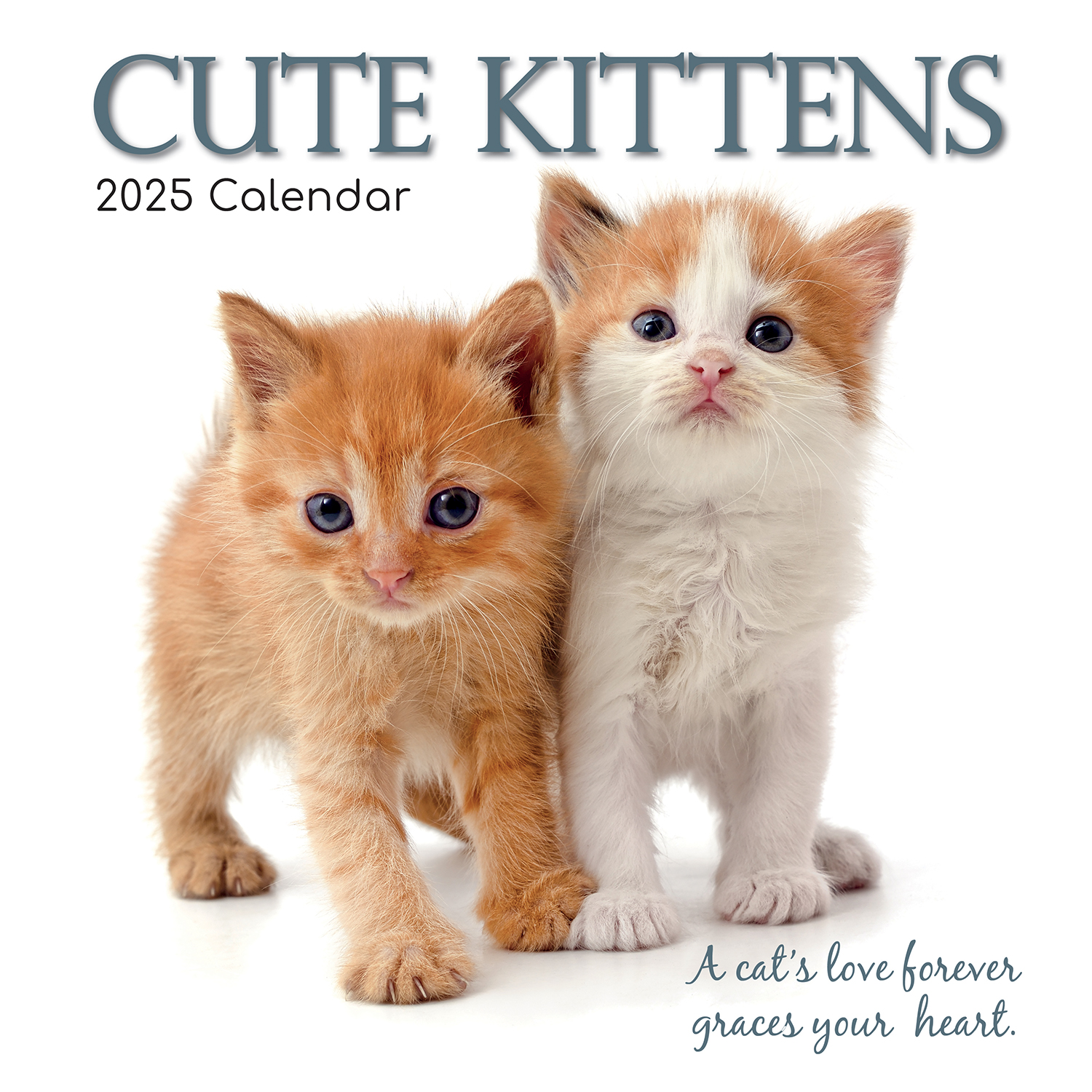 V474-689610-216771-00 Cute Kittens - 2025 Square Wall Calendar Pets Animals 16 Months Premium Planner - Image 1