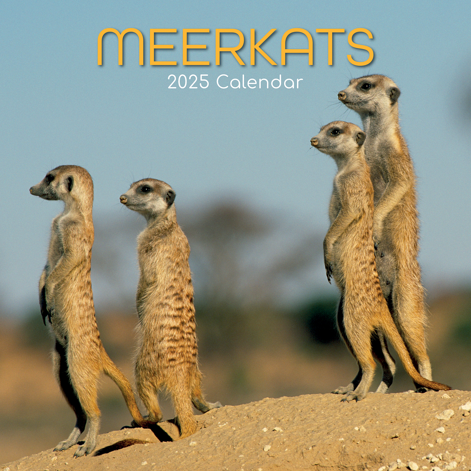 V474-689625-216772-00 Meerkats - 2025 Square Wall Calendar Pets Animals 16 Months Premium Planner Gift - Image 1