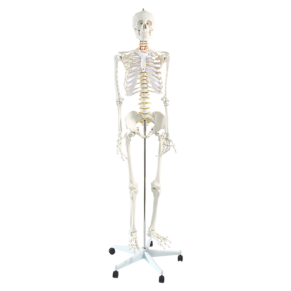 V63-774985-8944-00 Human Skeleton Anatomical Model 180cm - Image 1