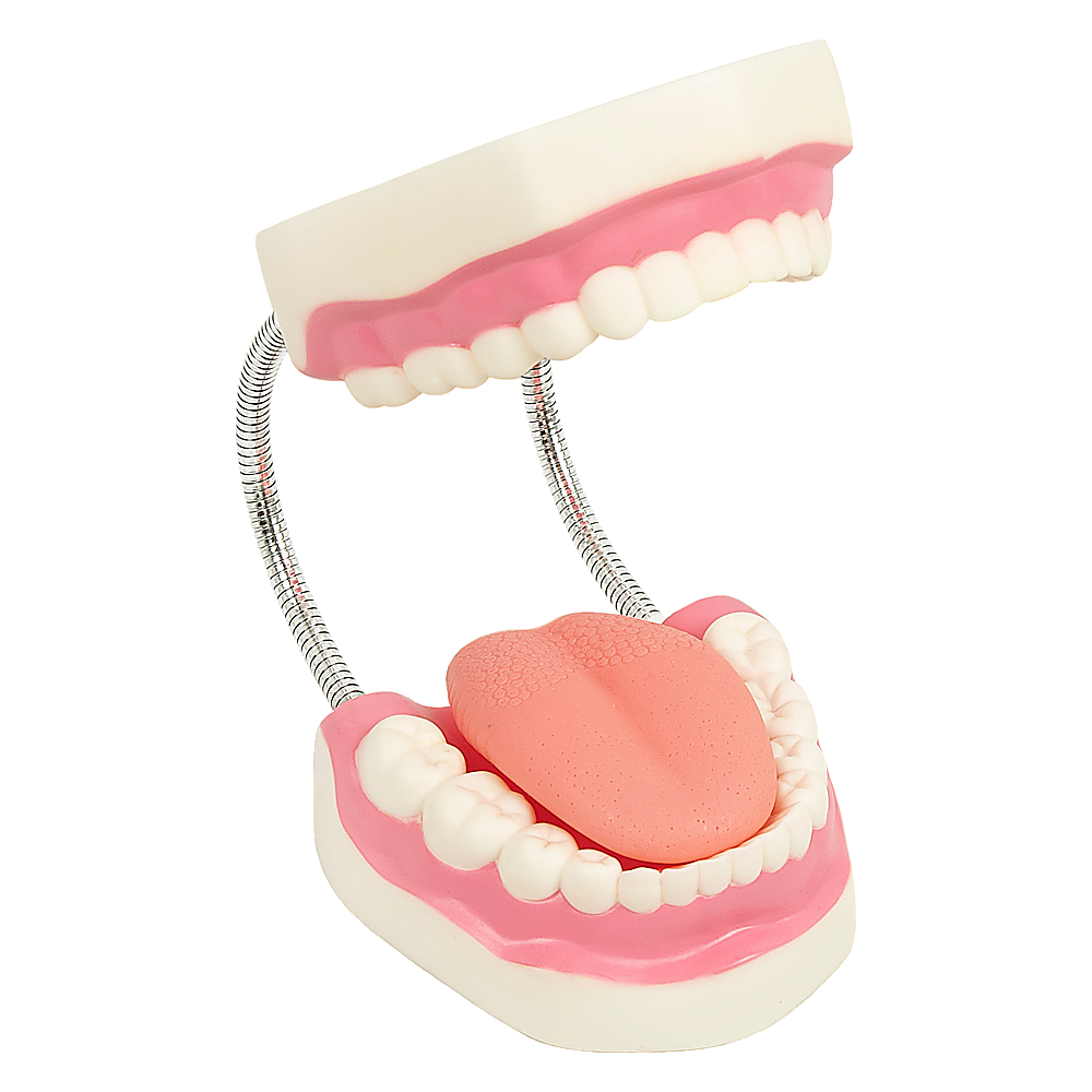 V63-842321-89076-00 Dental Tooth Brushing Model Teeth Care - Image 1