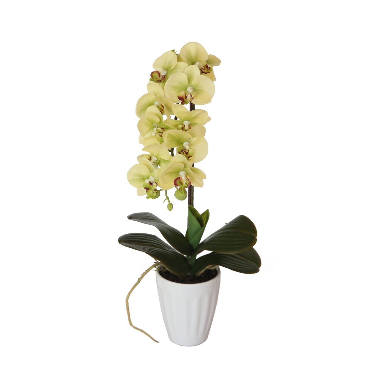 kd9237_1__3 40cm Butterfly Orchid- Cream - Image 1