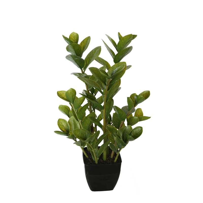 kd9254_3__1_3 72cm Potted Multi Stem Zanzibar - Image 1