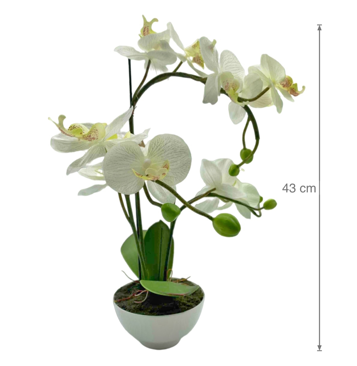 V637-AFL17433-202508251930-00 Artificial Orchid w Ceramic Base 44cm - Image 1